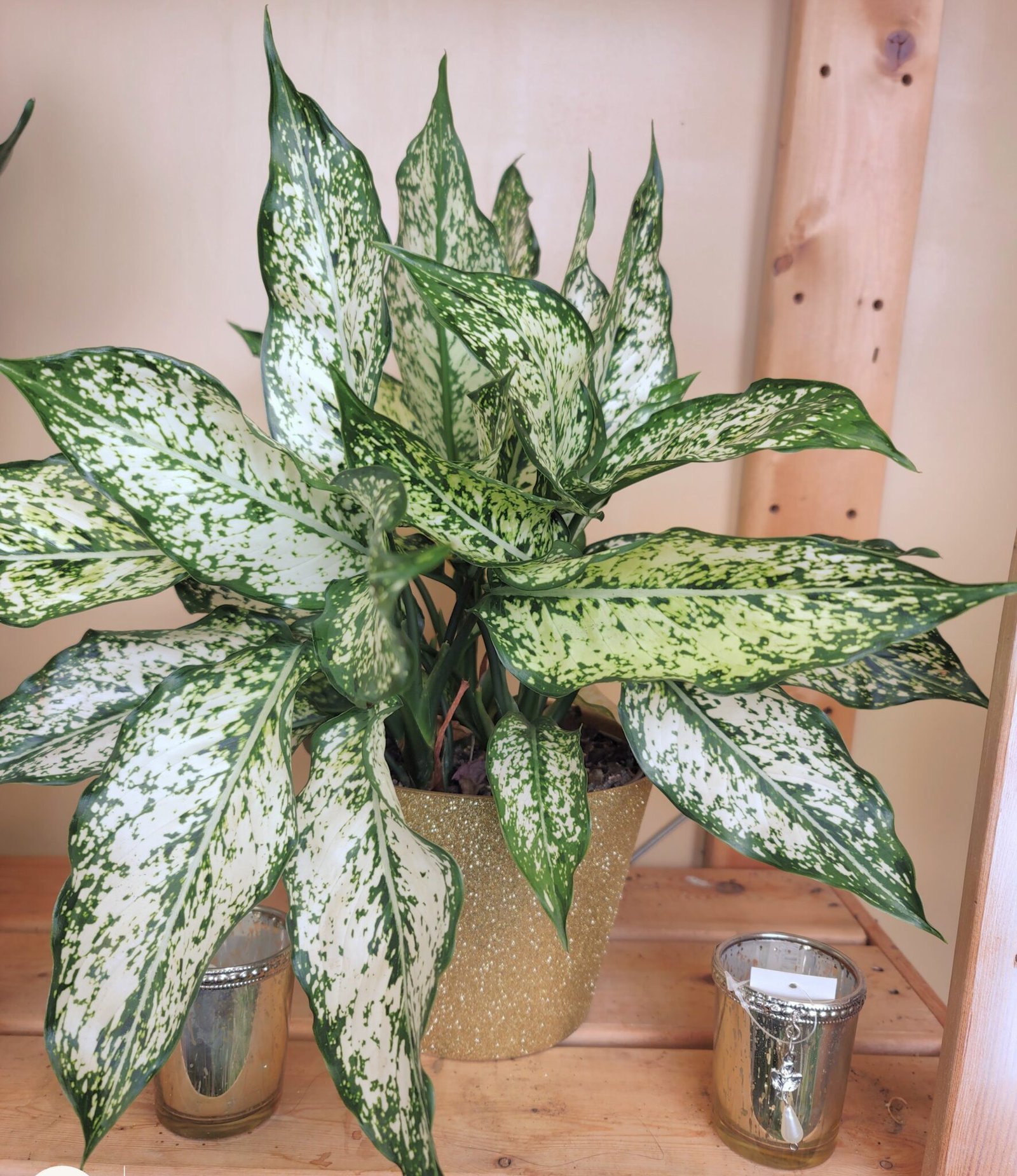 Variegated Peace Lily Plant